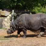 rinoceronte de armadura en zoologico munich