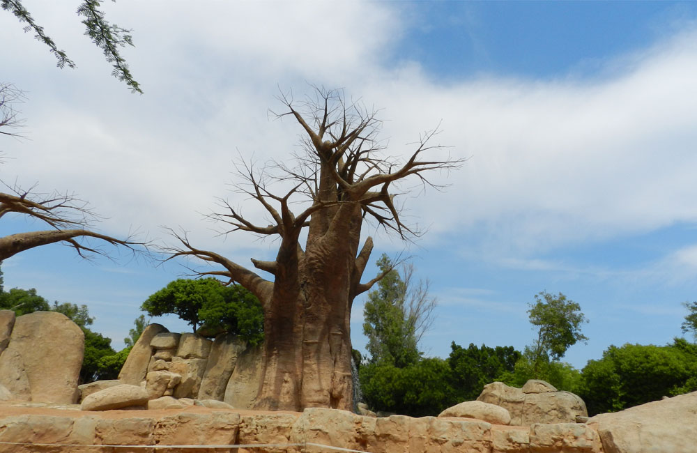 Bioparc, una experiencia unica en Valencia.