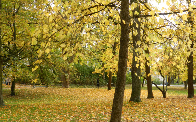 Sendero arbolado en Ringpark, Bayern