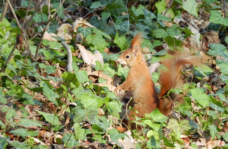 Ardillas en las calles de Alemania